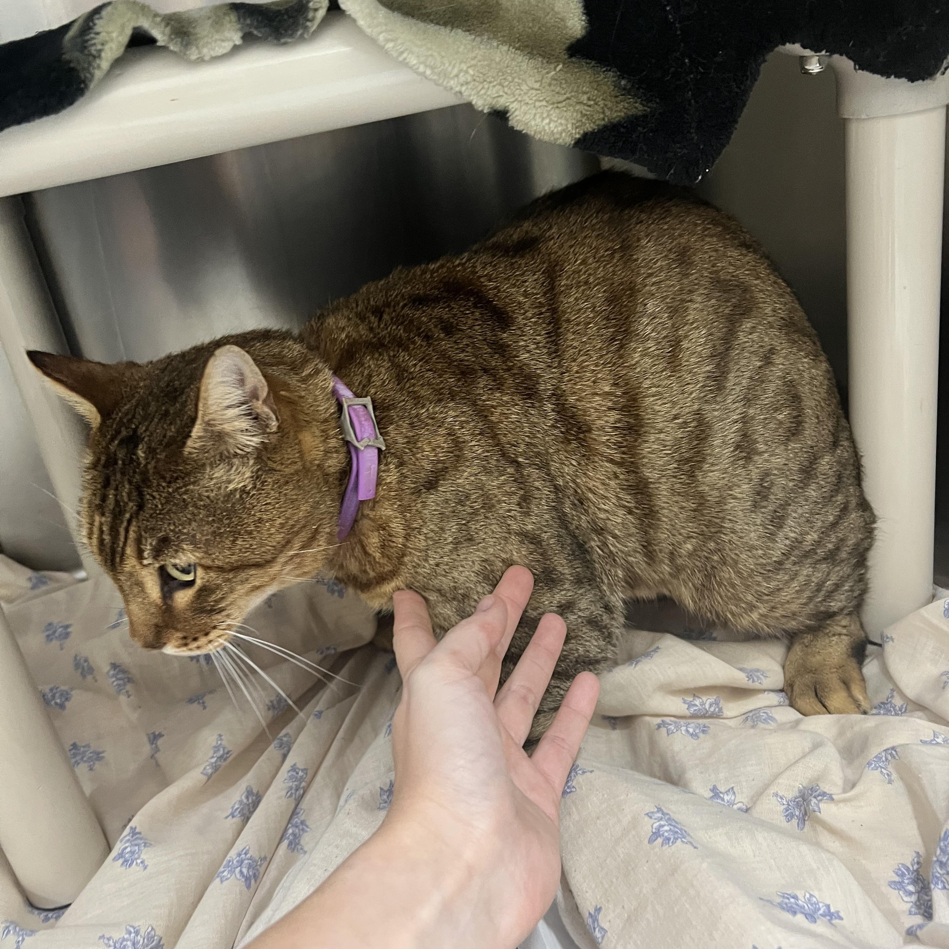 Yuki, ADOPTABLE, Adult Male Bengal.