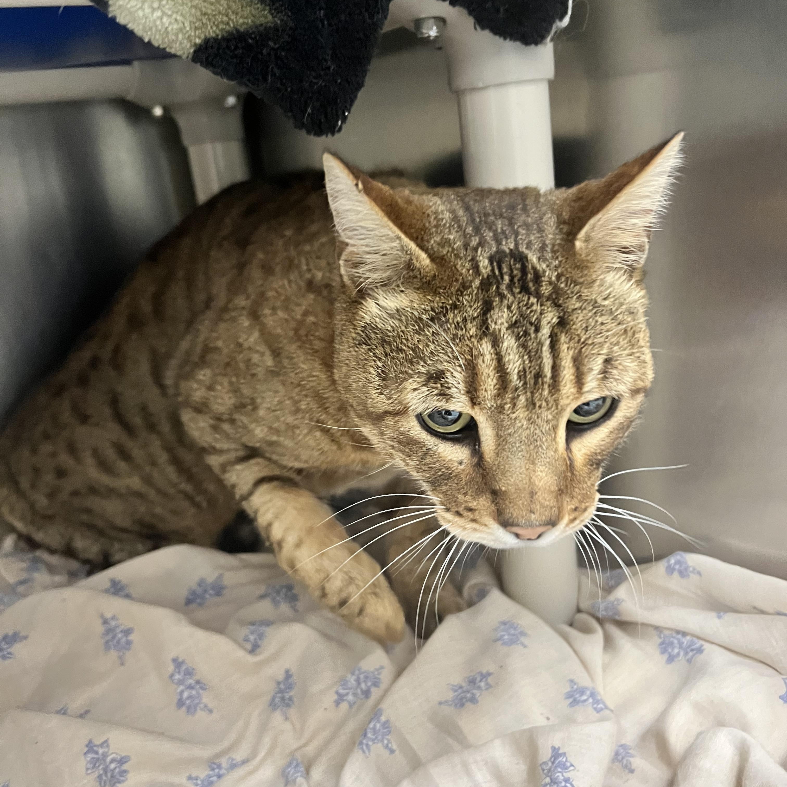 Enlarge Yuki, a ADOPTABLE mixed breed in Culpeper, VA image 2/2