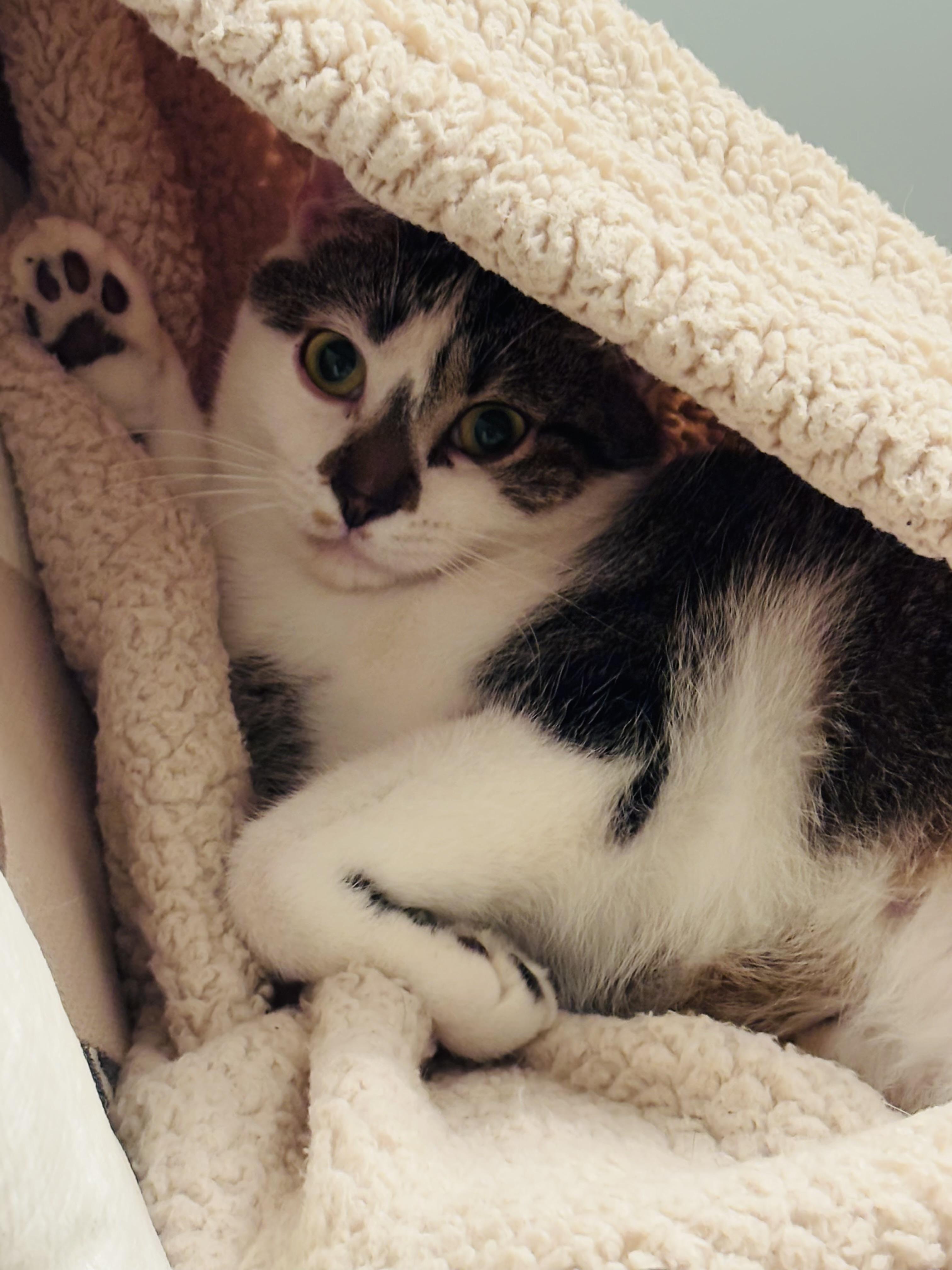 Enlarge Tippy, a ADOPTABLE Domestic Short Hair in Huntsville, AL image 2/3