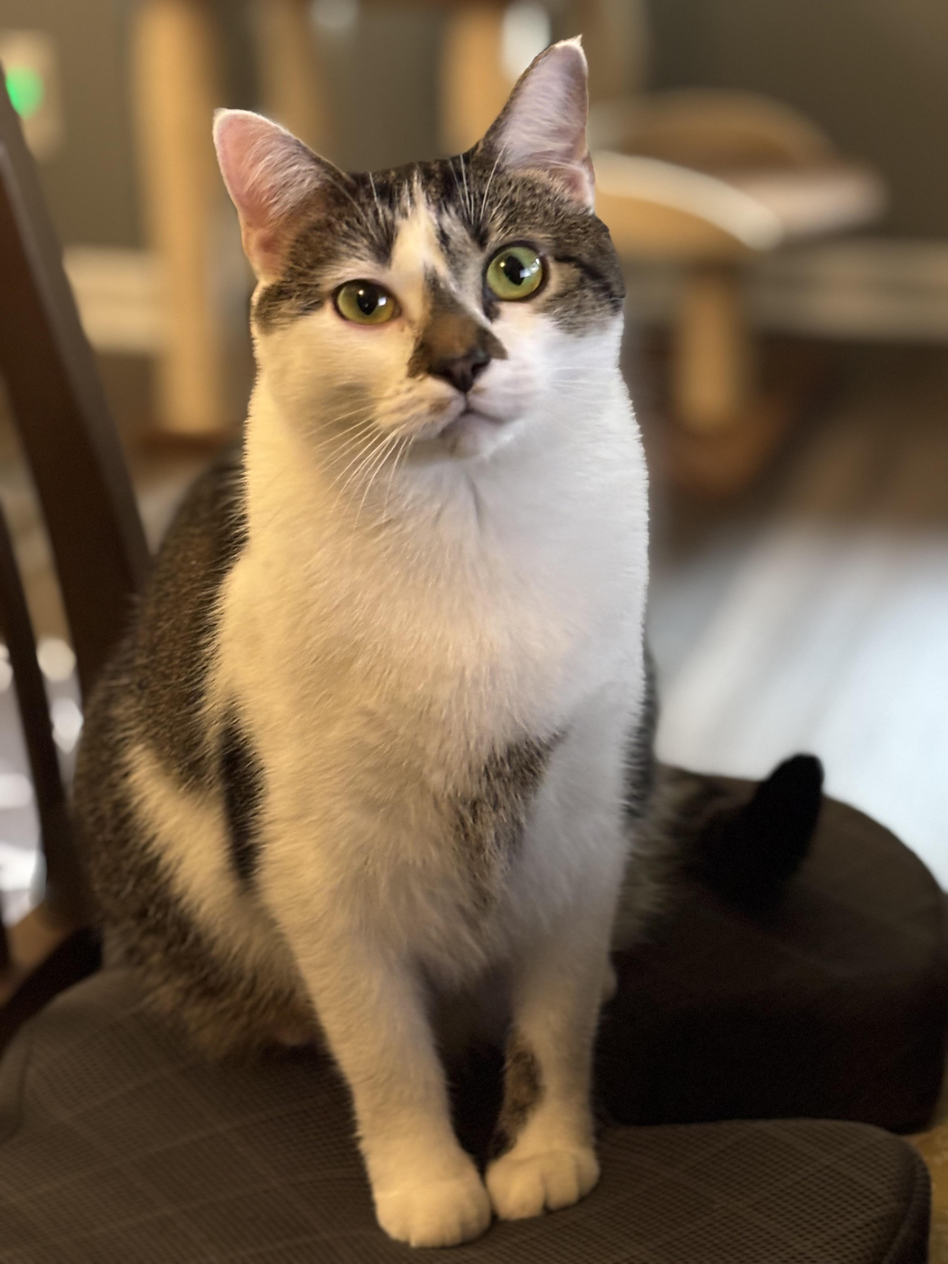 Enlarge Tippy, a ADOPTABLE Domestic Short Hair in Huntsville, AL image 1/3