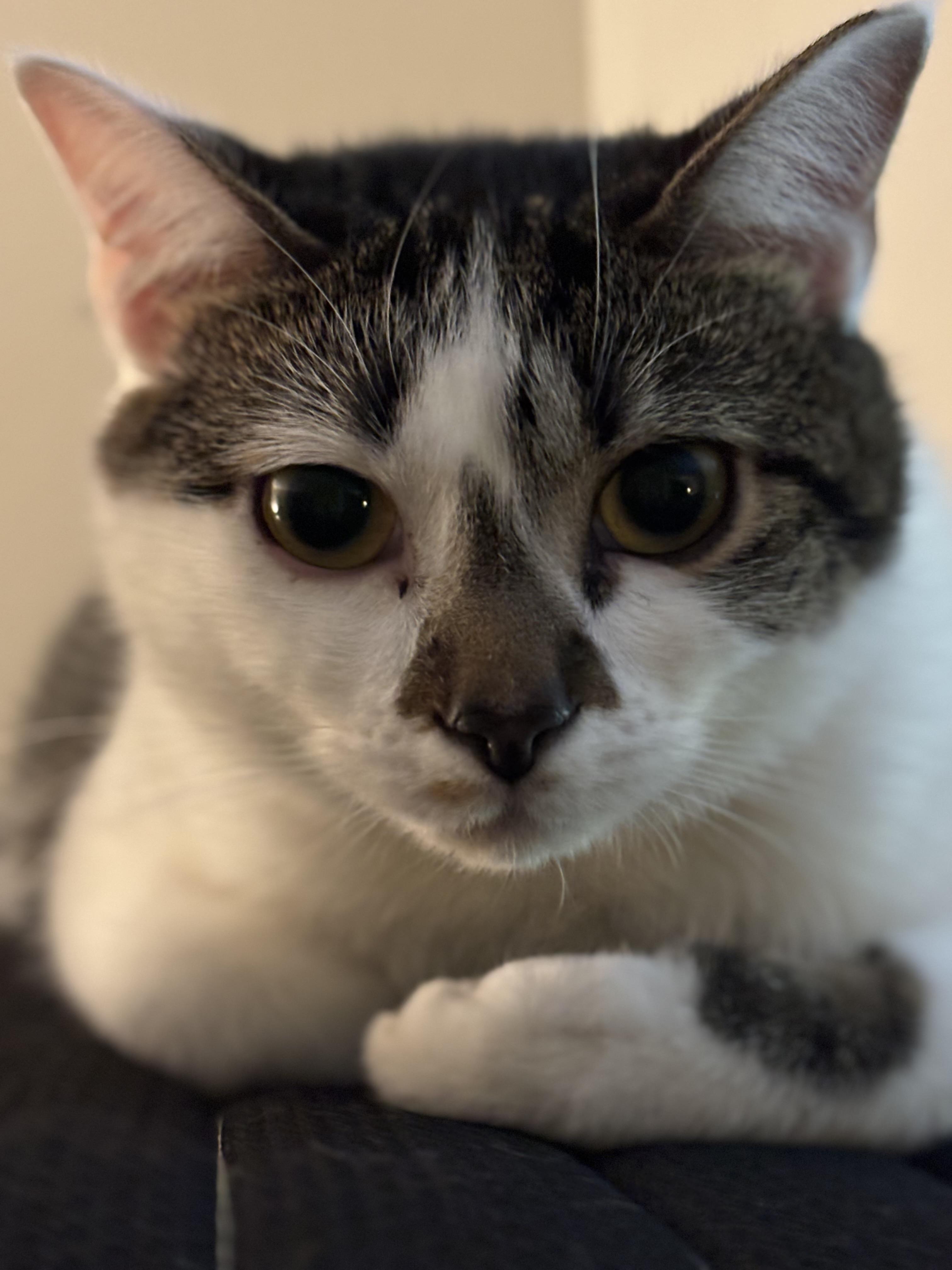 Enlarge Tippy, a ADOPTABLE Domestic Short Hair in Huntsville, AL image 3/3