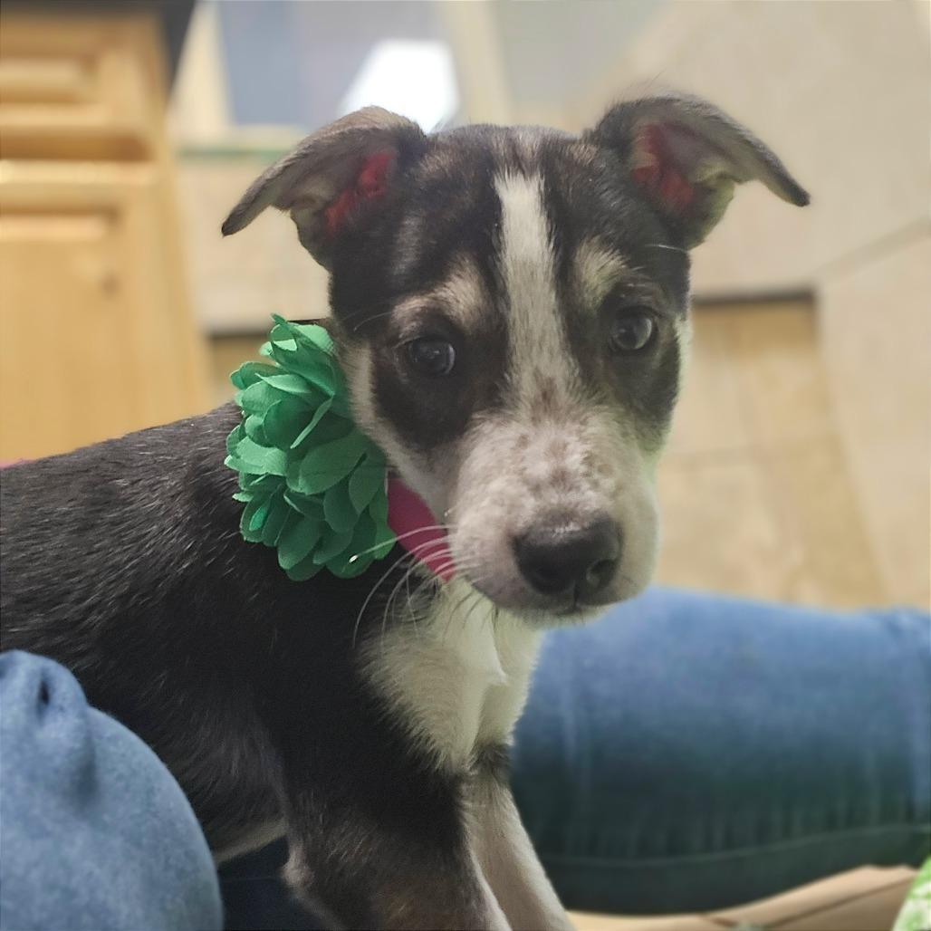 Salami — thumbnail 2