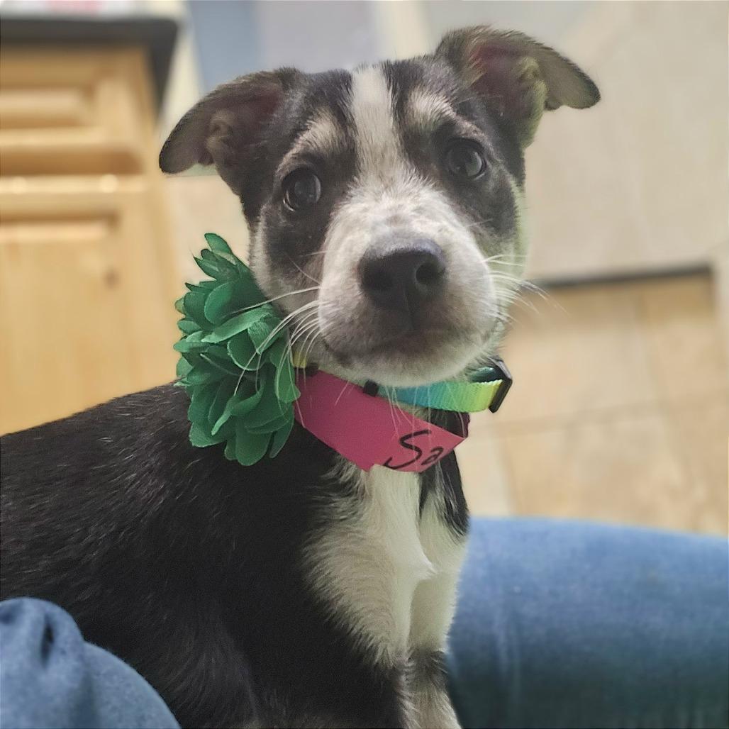 Salami — thumbnail 4