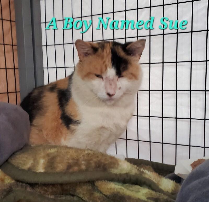 A Boy Named Sue, Adoptable, Adult Male Domestic Short Hair.