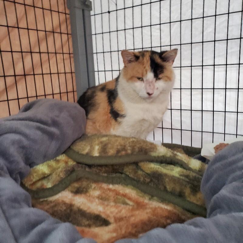 A Boy Named Sue, a Adoptable Domestic Short Hair in Diamond Springs, CA image 2/2
