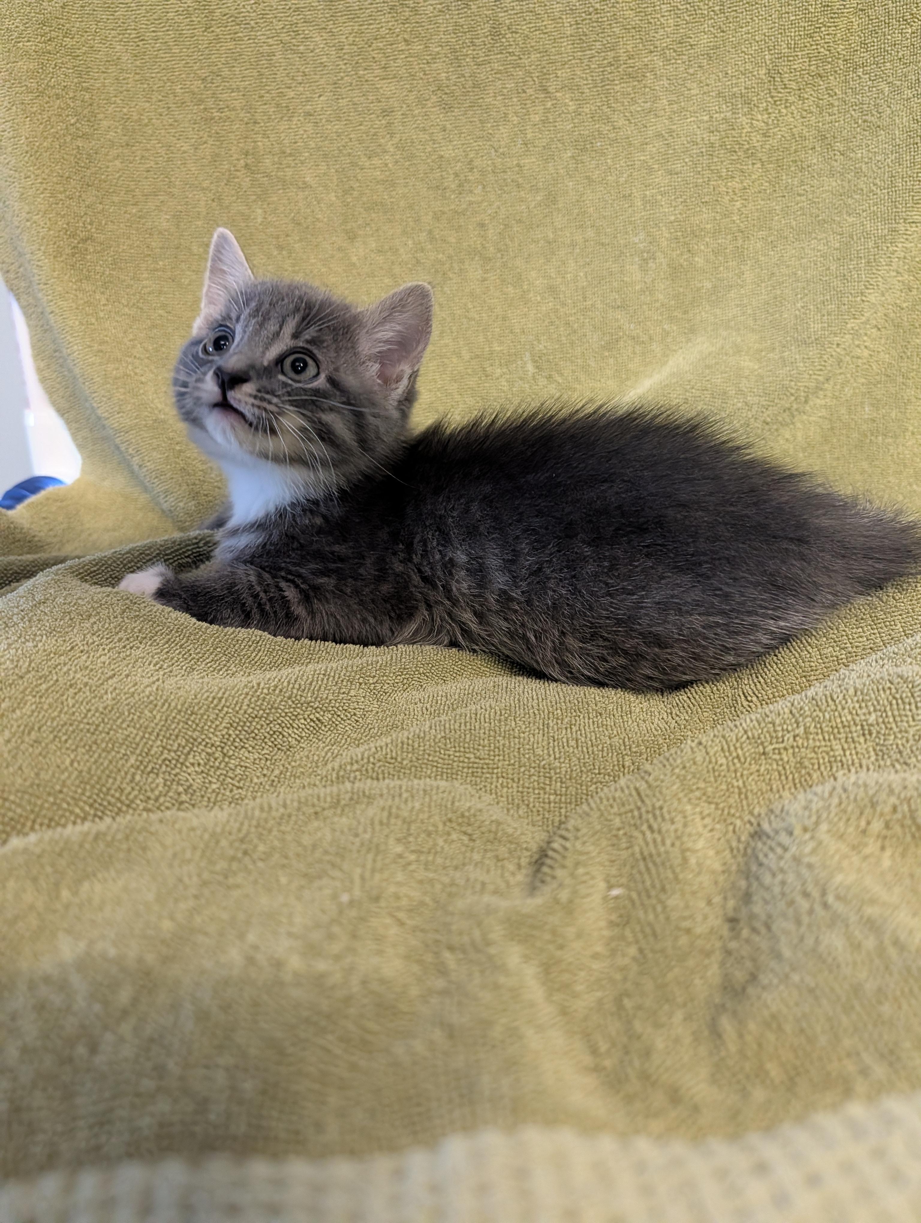 Porter, a ADOPTABLE Domestic Short Hair in Brockport, NY image 1/6