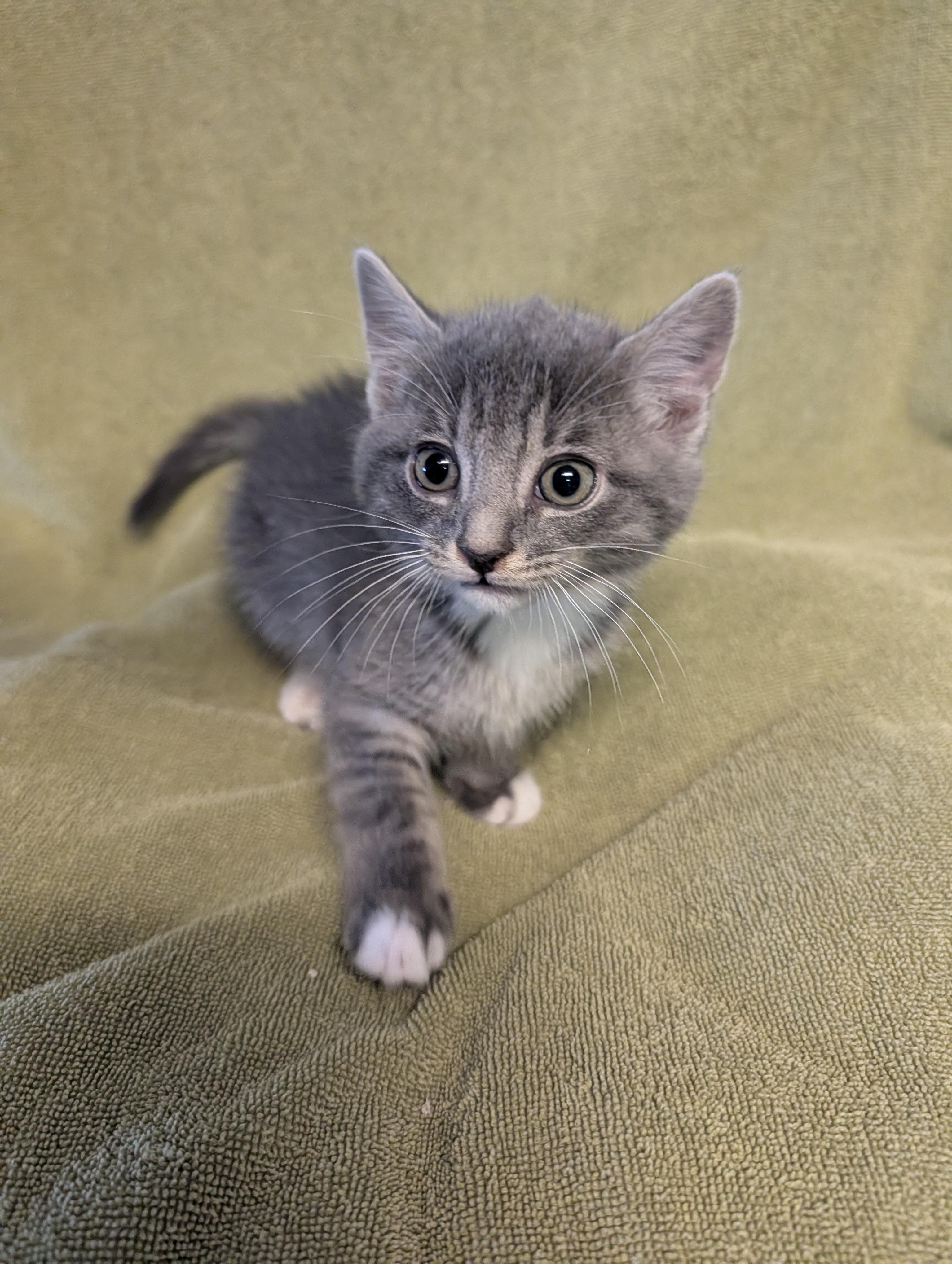 Porter, a ADOPTABLE Domestic Short Hair in Brockport, NY image 2/6