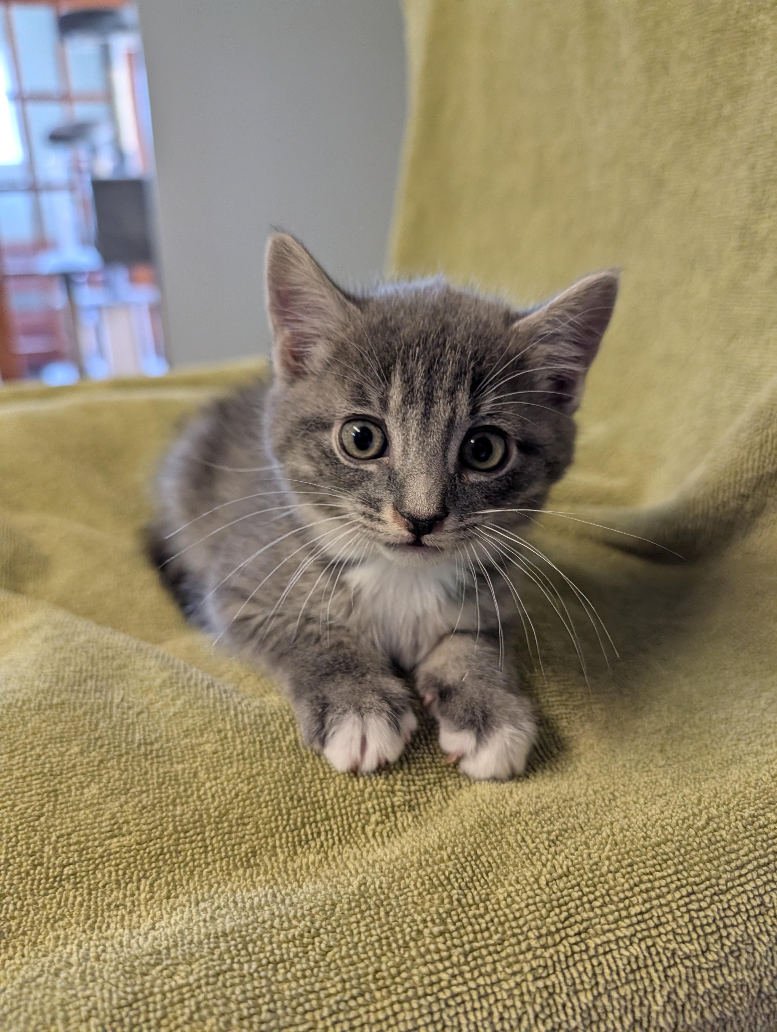 Porter, a ADOPTABLE Domestic Short Hair in Brockport, NY image 3/6