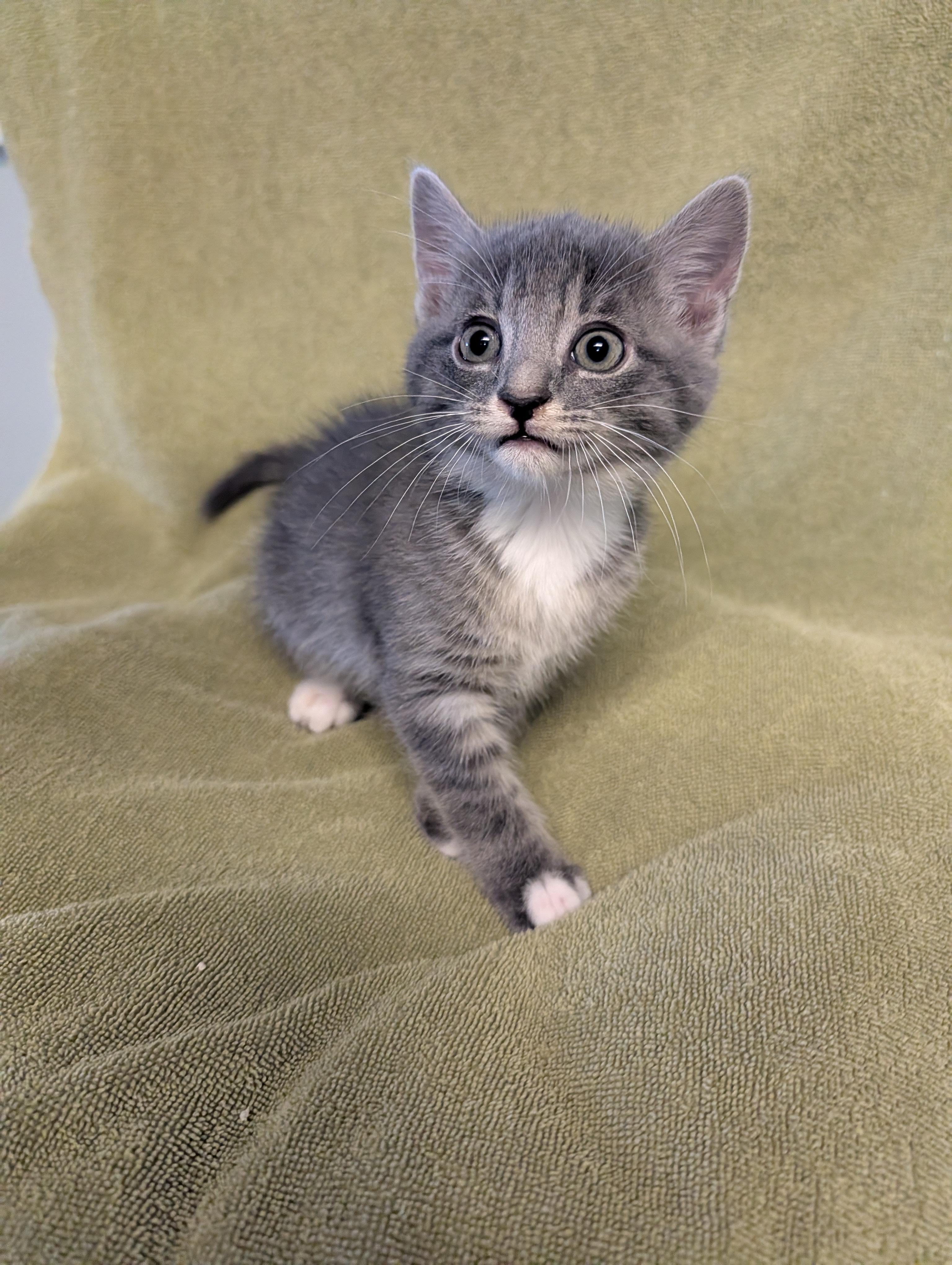 Porter, a ADOPTABLE Domestic Short Hair in Brockport, NY image 4/6