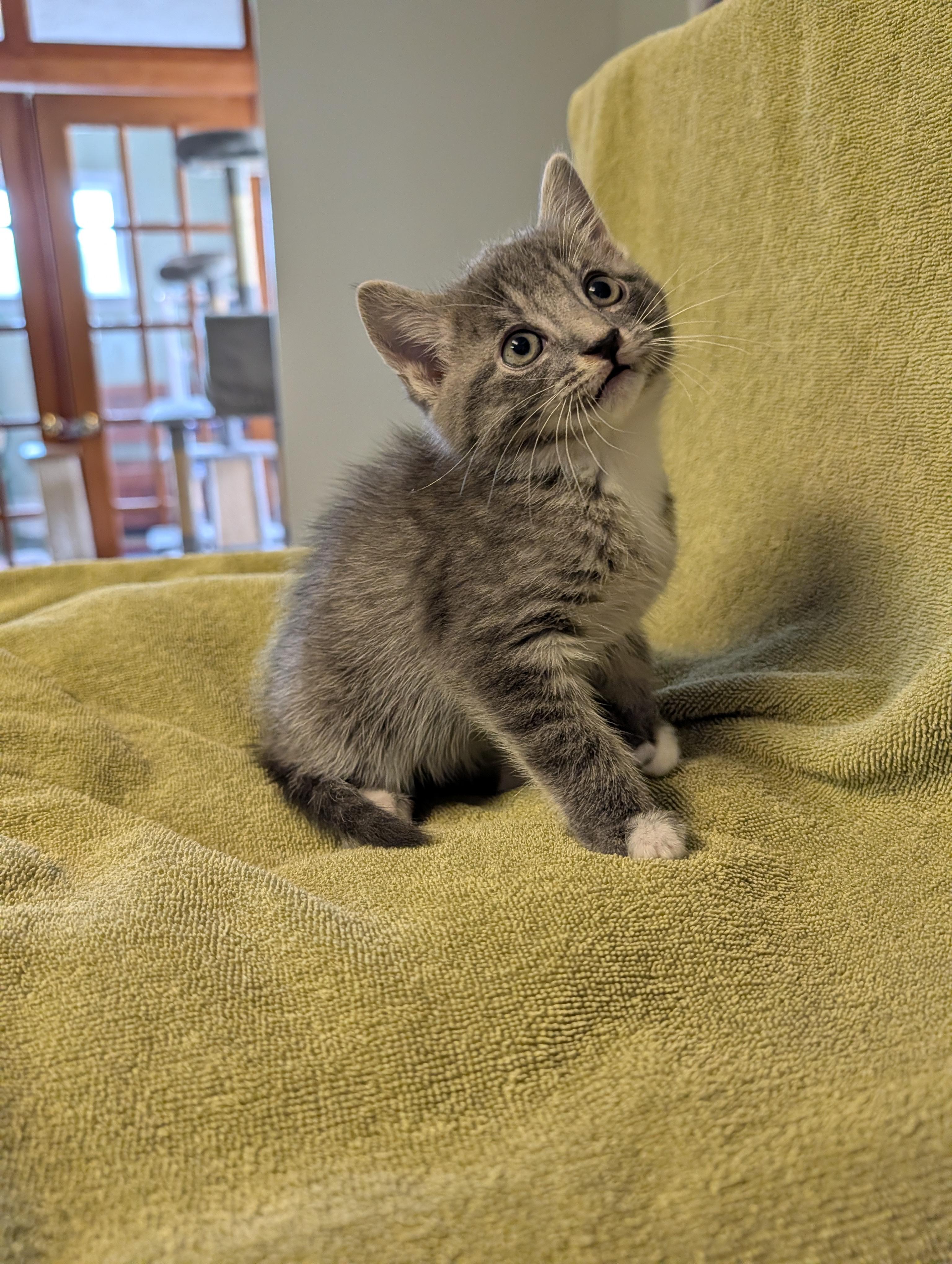 Porter, a ADOPTABLE Domestic Short Hair in Brockport, NY image 5/6