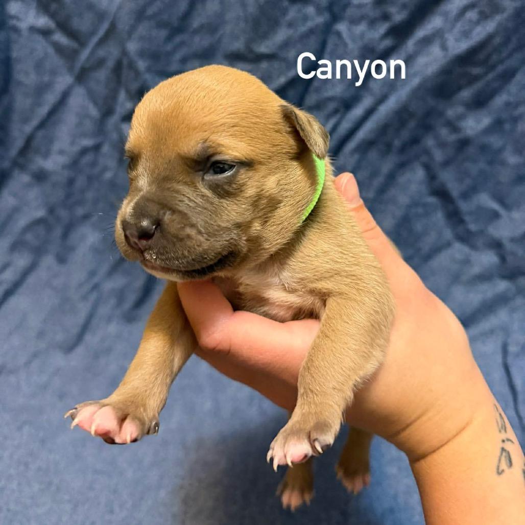 Canyon, Adoptable, Puppy Male Pit Bull Terrier.