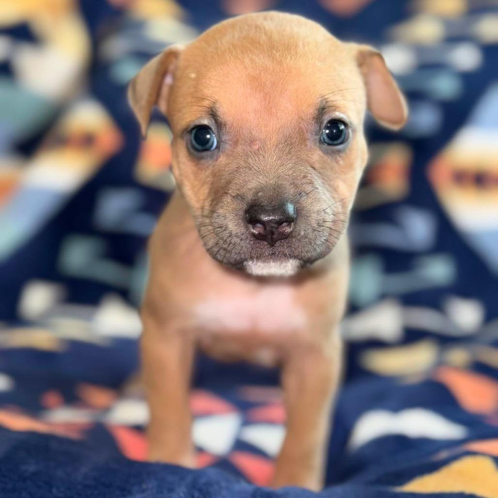 Enlarge Canyon, a Adoptable Pit Bull Terrier in Brainerd, MN image 2/3