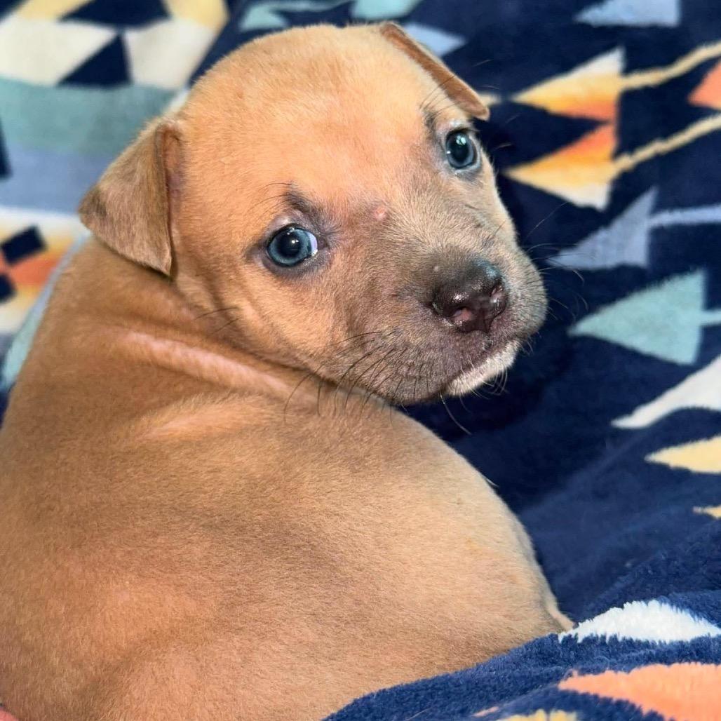 Enlarge Canyon, a Adoptable Pit Bull Terrier in Brainerd, MN image 3/3