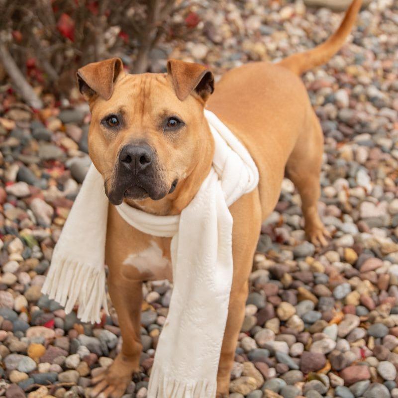 Enlarge Jack, a Adoptable Pit Bull Terrier in Milan, IL image 4/6
