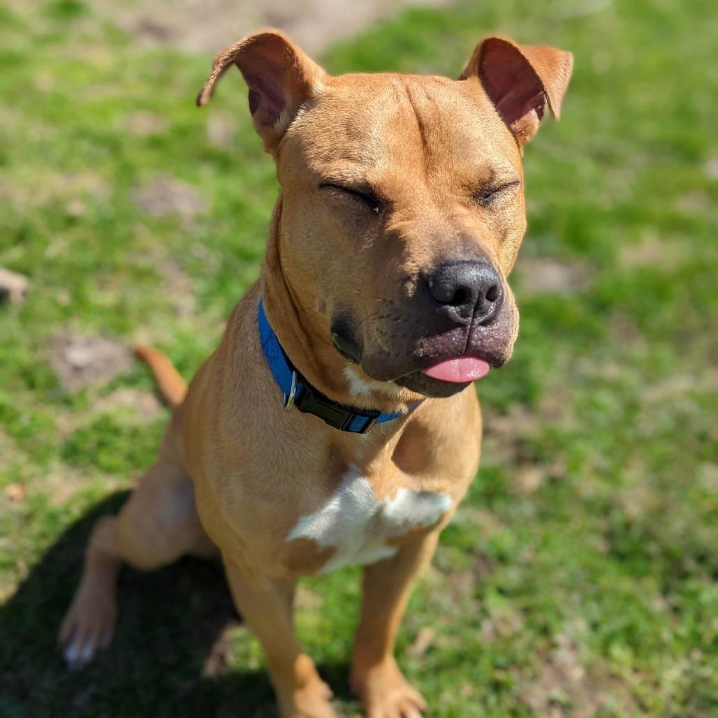 Enlarge Jack, a Adoptable Pit Bull Terrier in Milan, IL image 6/6