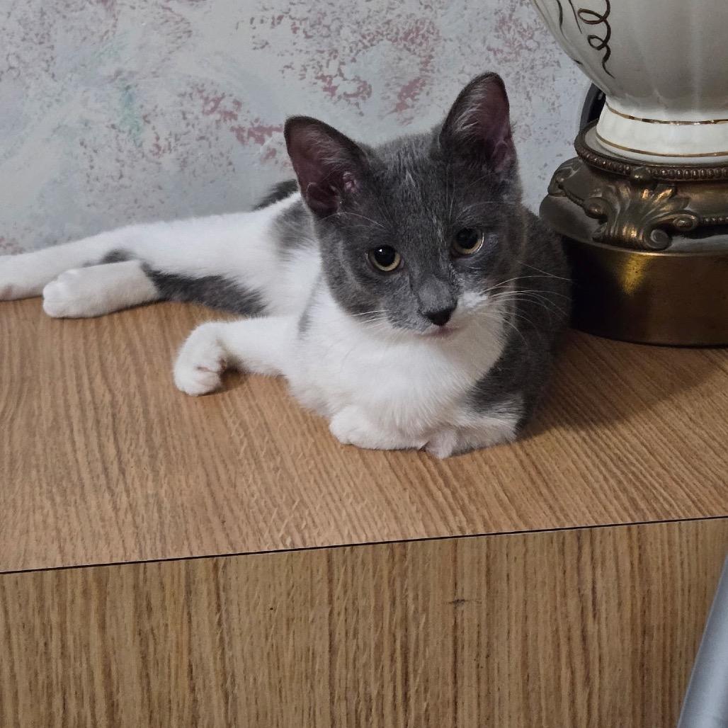 Socks, Adoptable, Young Female Domestic Short Hair.