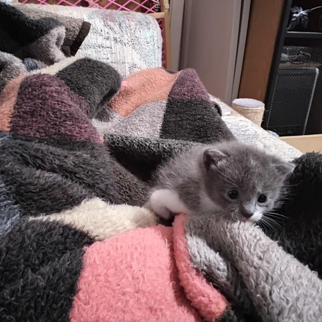 Enlarge Socks, a Adoptable Domestic Short Hair in Webster, TX image 2/2