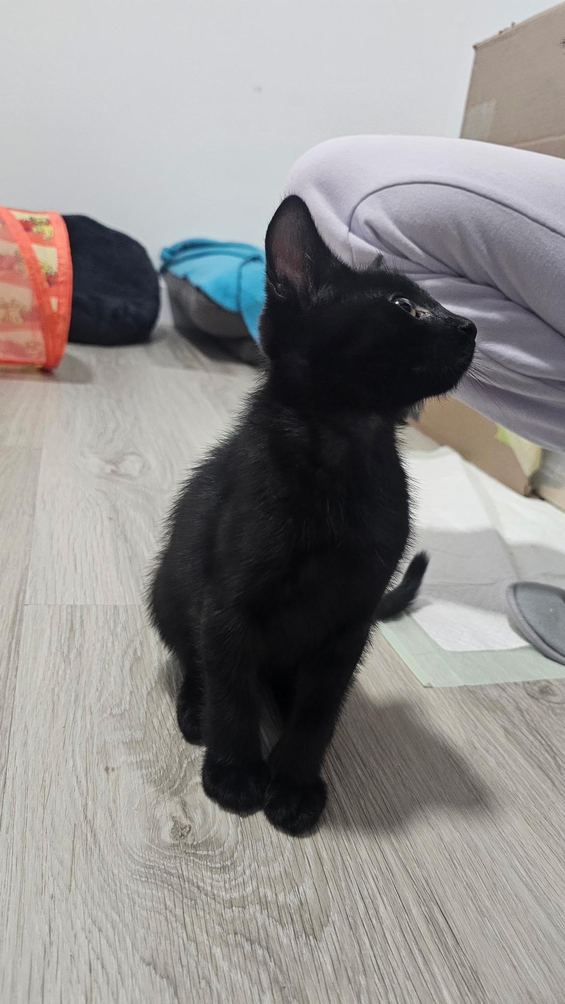 Tin, ADOPTABLE, Young Male Domestic Short Hair.