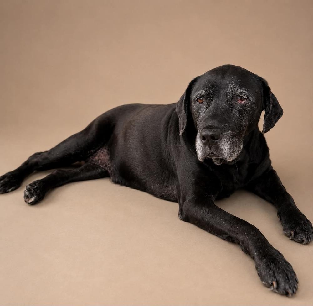 Quinn, Adoptable, Senior Female Labrador Retriever.