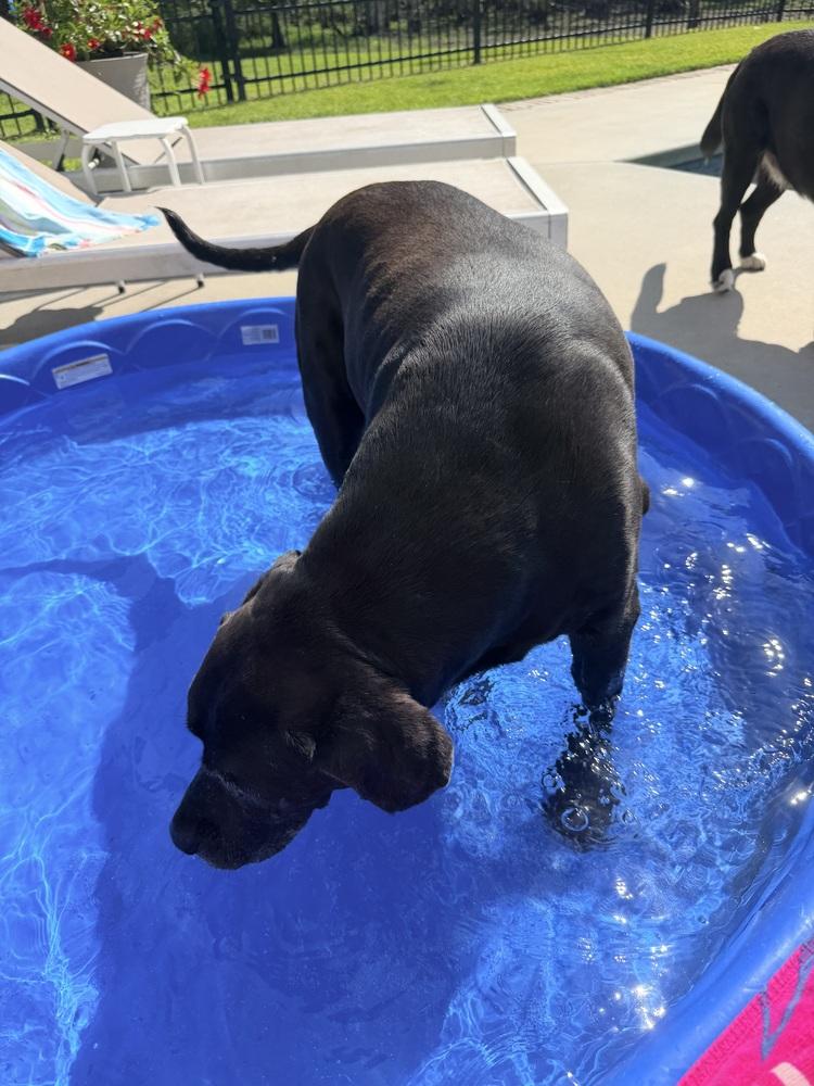 Enlarge Quinn, a Adoptable mixed breed in Statesboro, GA image 3/5