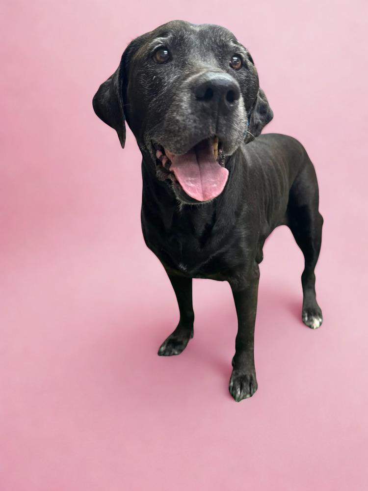 Enlarge Quinn, a Adoptable mixed breed in Statesboro, GA image 2/2