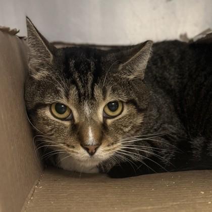 Enlarge Oliver, a Adoptable Domestic Short Hair in Phoenixville, PA image 1/1