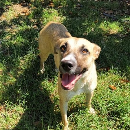 Scout, a Adoptable mixed breed in Brewton, AL image 4/6