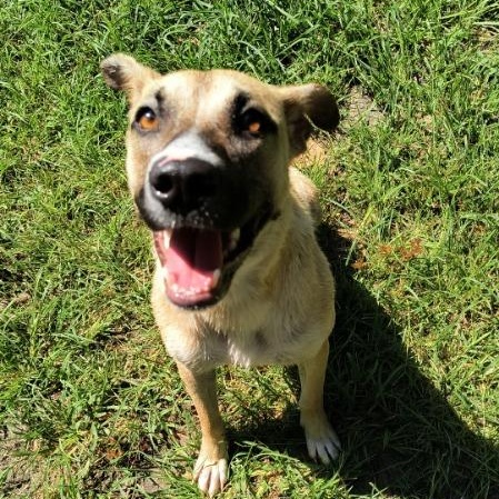 Scout, a Adoptable mixed breed in Brewton, AL image 5/6
