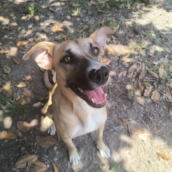 Scout, a Adoptable mixed breed in Brewton, AL image 2/6