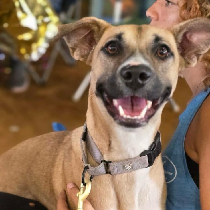 Scout, a Adoptable mixed breed in Brewton, AL image 1/6