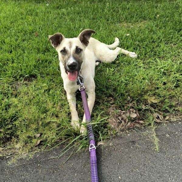 Scout, a Adoptable mixed breed in Brewton, AL image 3/6