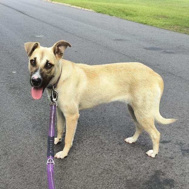 Scout, a Adoptable mixed breed in Brewton, AL image 6/6