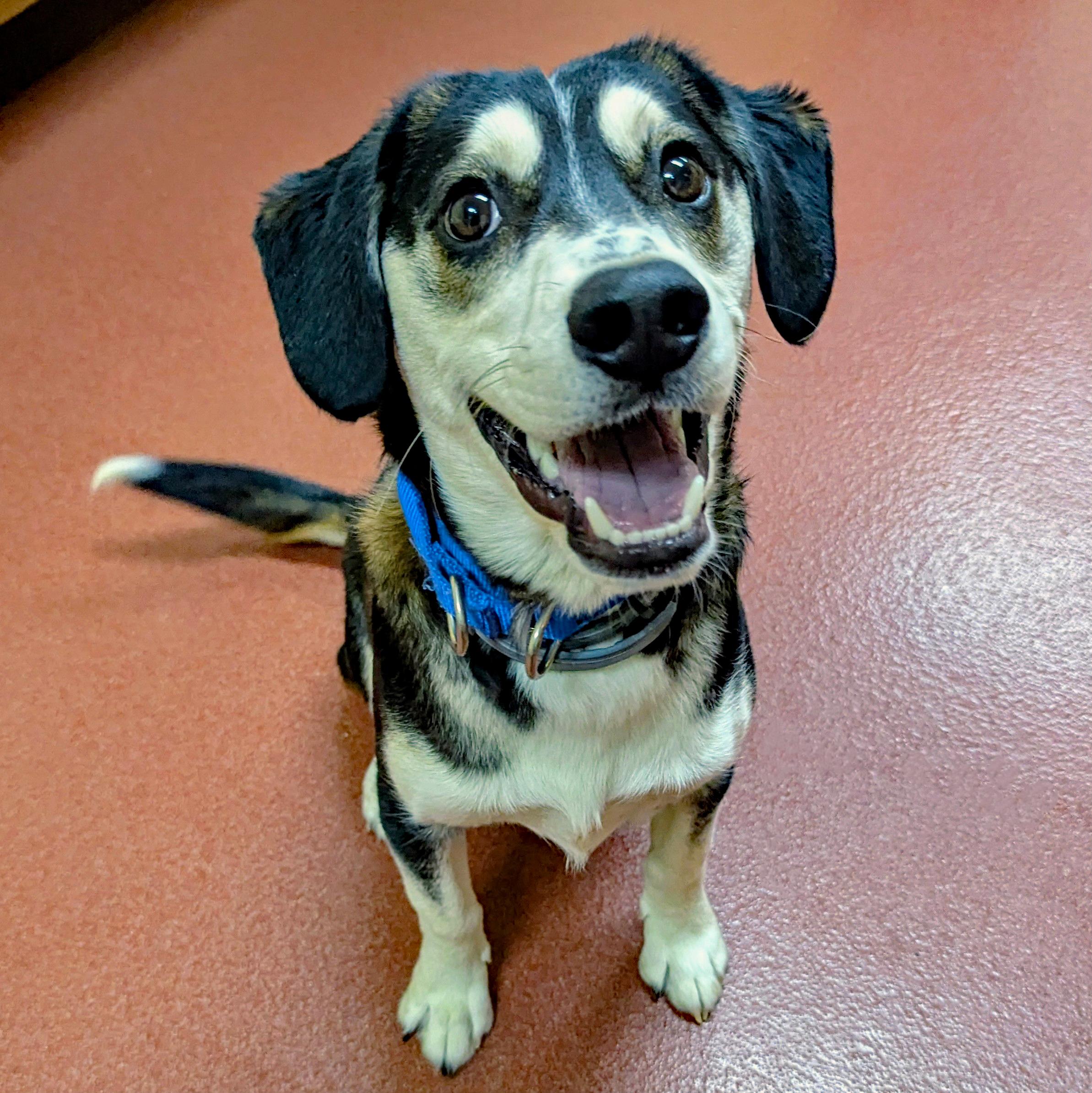 Linus, ADOPTABLE, Young Male Husky & Hound.