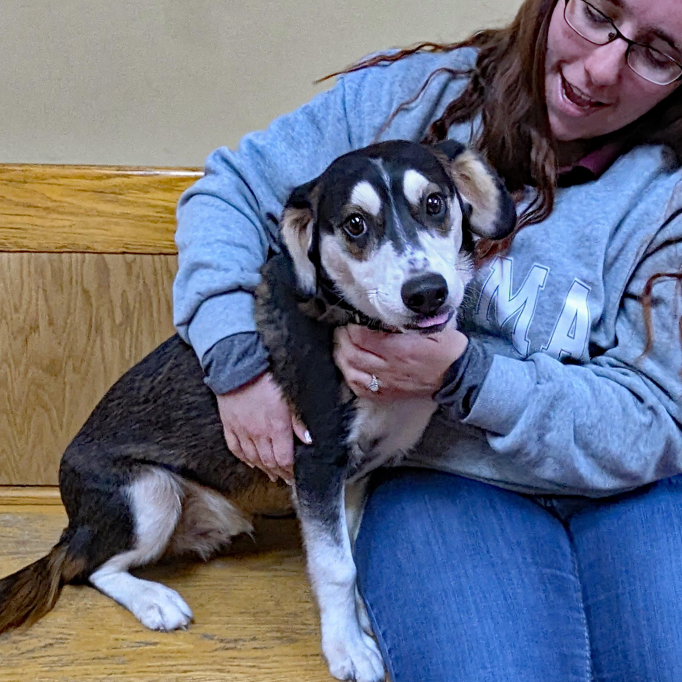 Enlarge Linus, a ADOPTABLE mixed breed in Accident, MD image 2/6