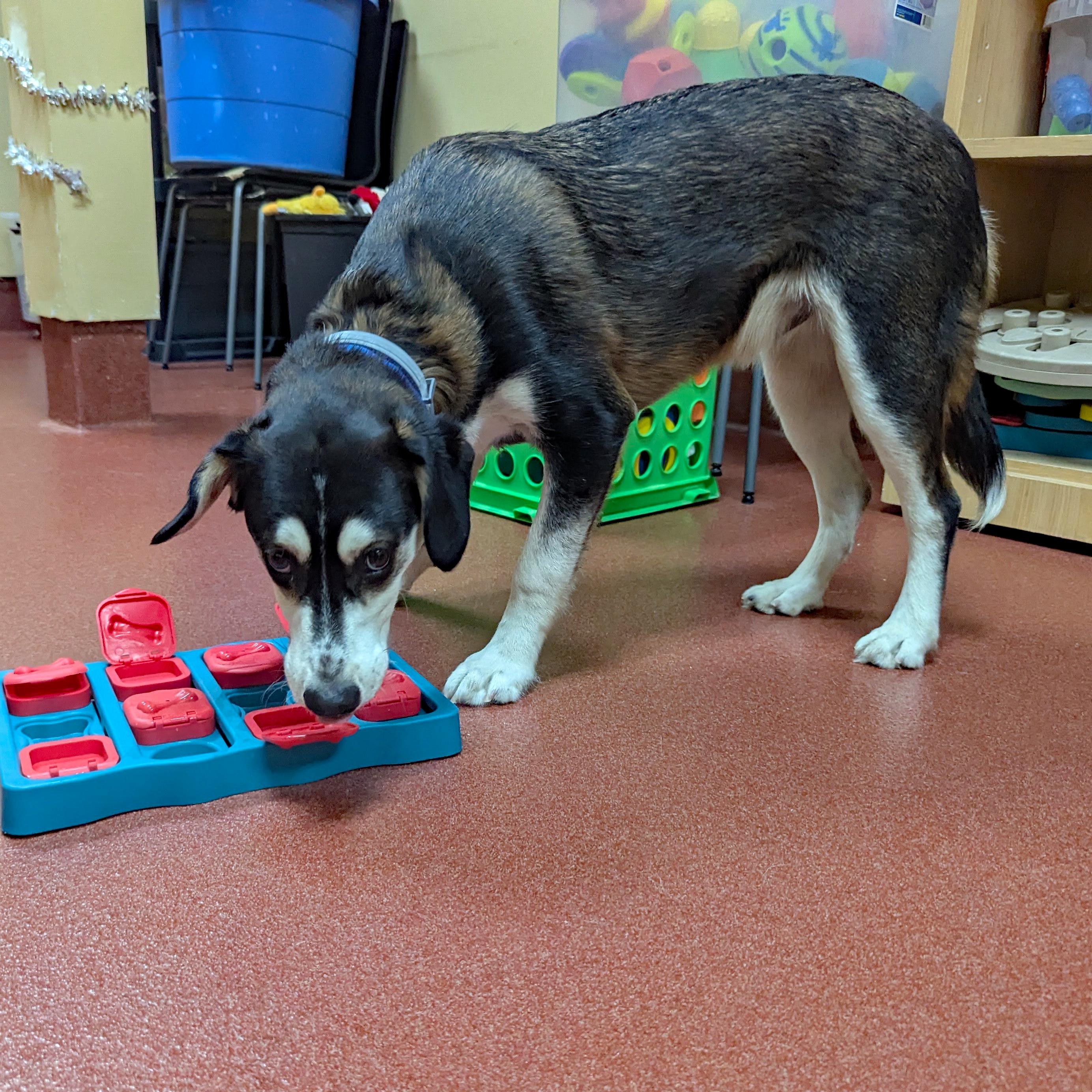 Enlarge Linus, a ADOPTABLE mixed breed in Accident, MD image 3/6