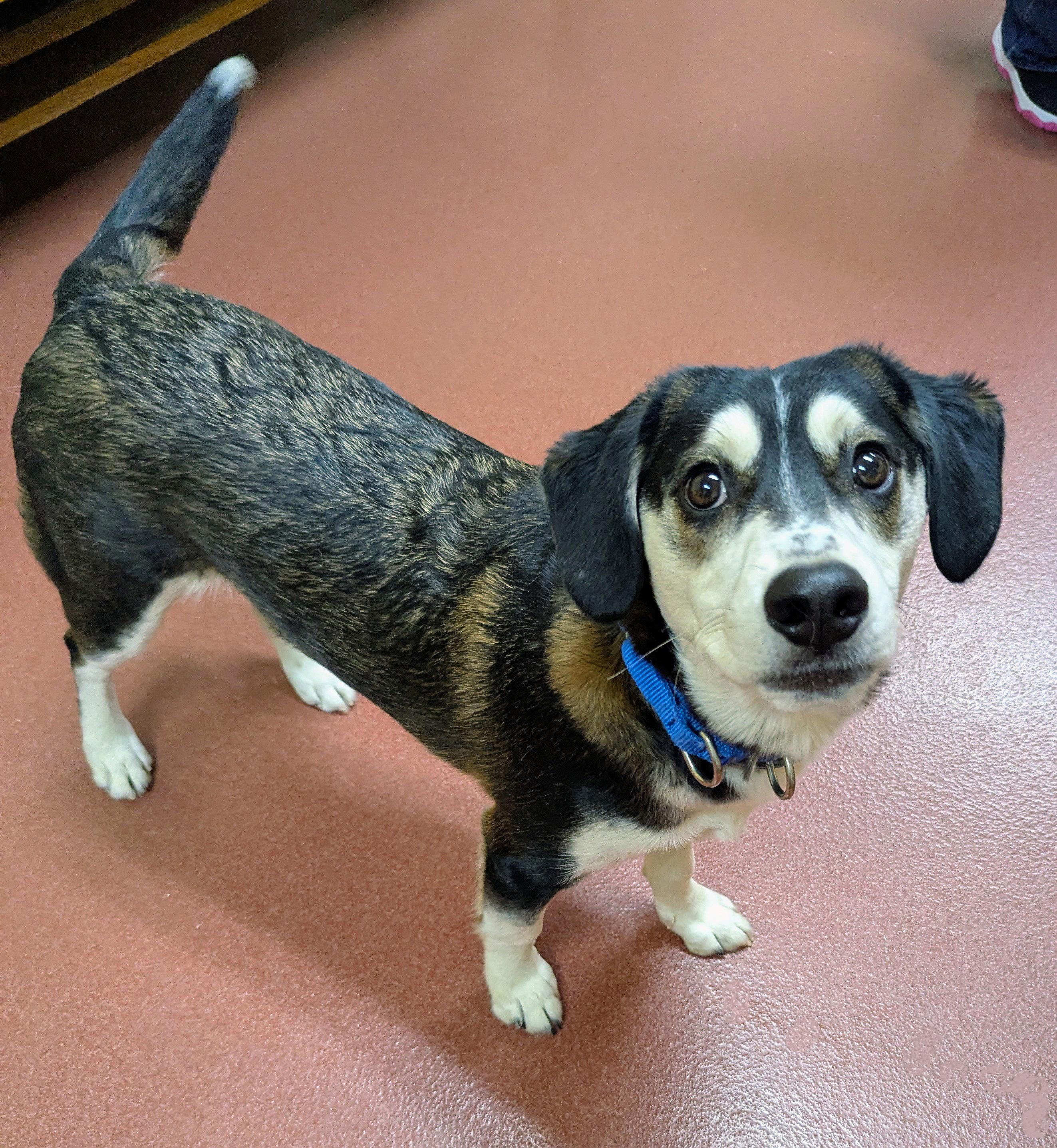 Enlarge Linus, a ADOPTABLE mixed breed in Accident, MD image 4/6