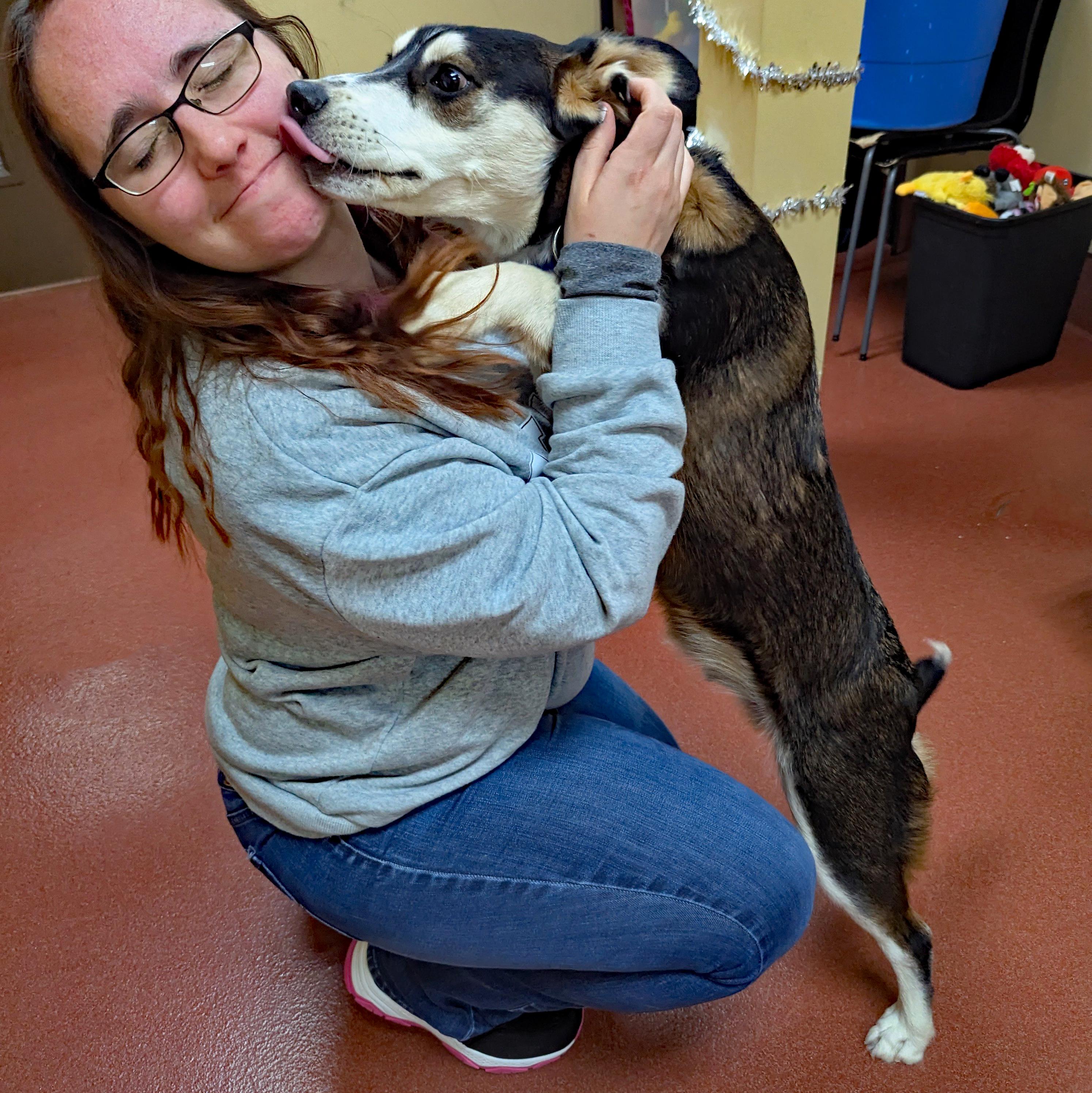 Enlarge Linus, a ADOPTABLE mixed breed in Accident, MD image 5/6