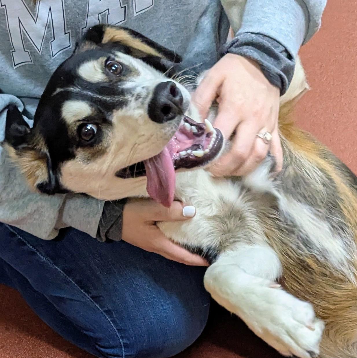 Enlarge Linus, a ADOPTABLE mixed breed in Accident, MD image 6/6