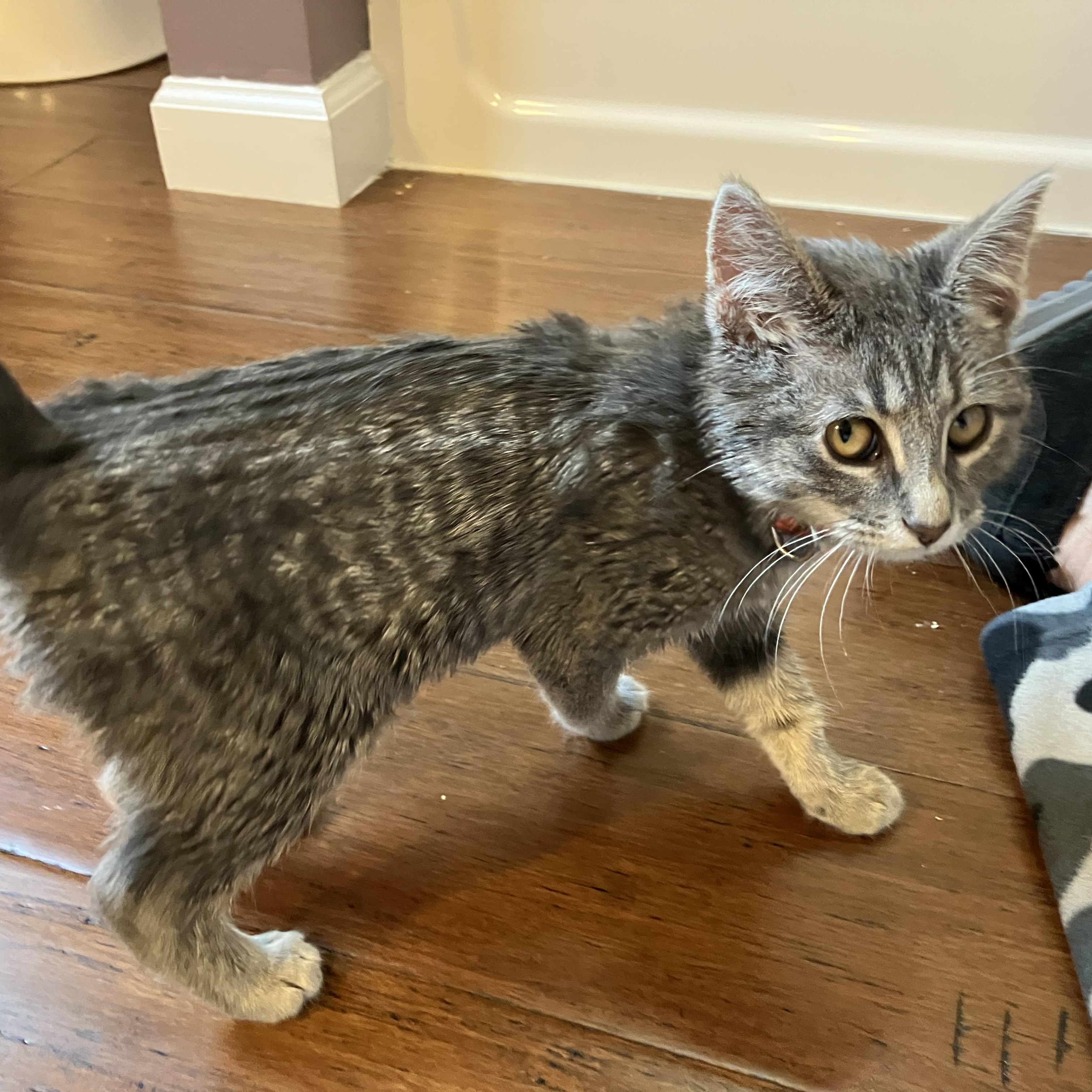 Enlarge Gravy, a ADOPTABLE Domestic Short Hair in Unionville, MO image 2/4