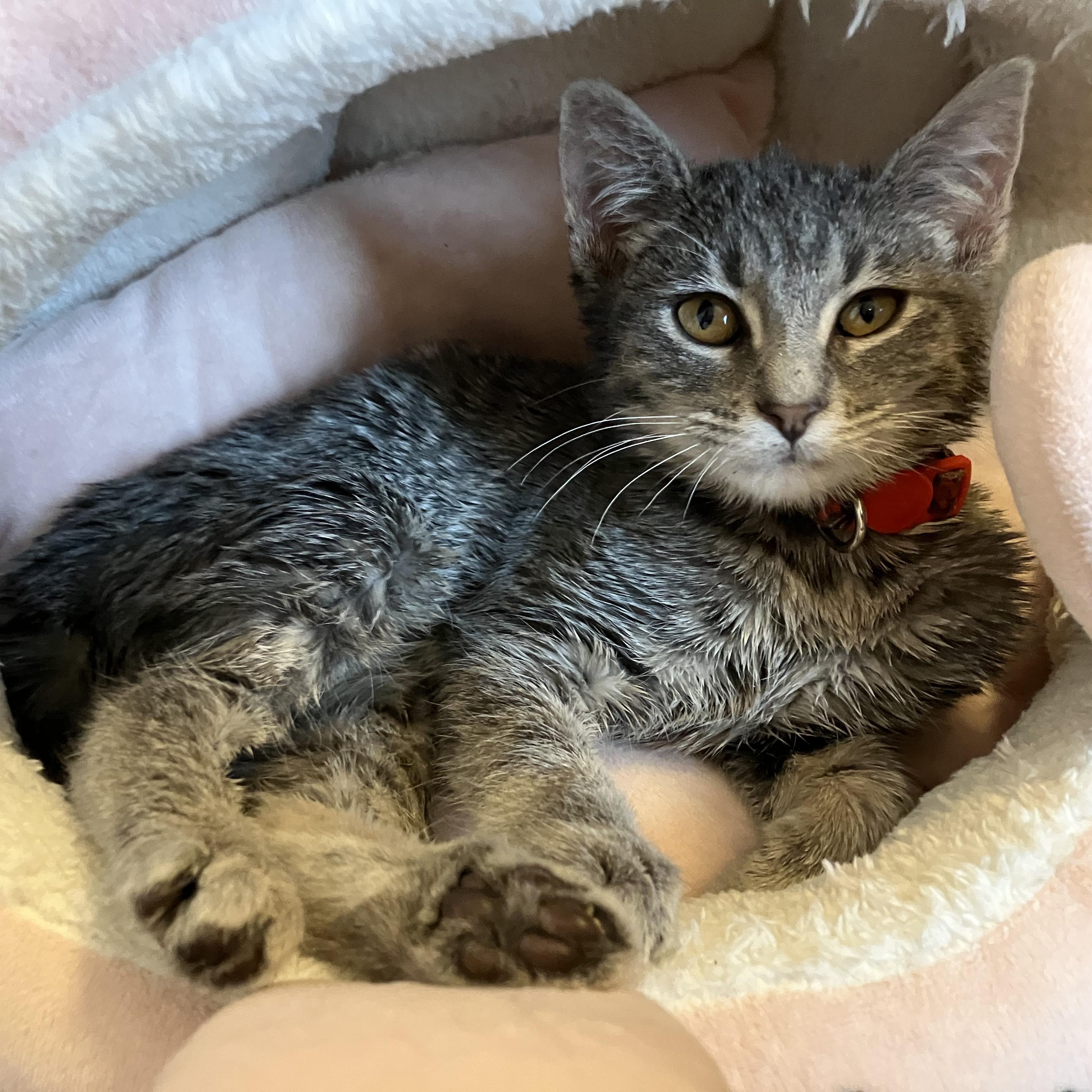 Gravy, ADOPTABLE, Kitten Female Domestic Short Hair.