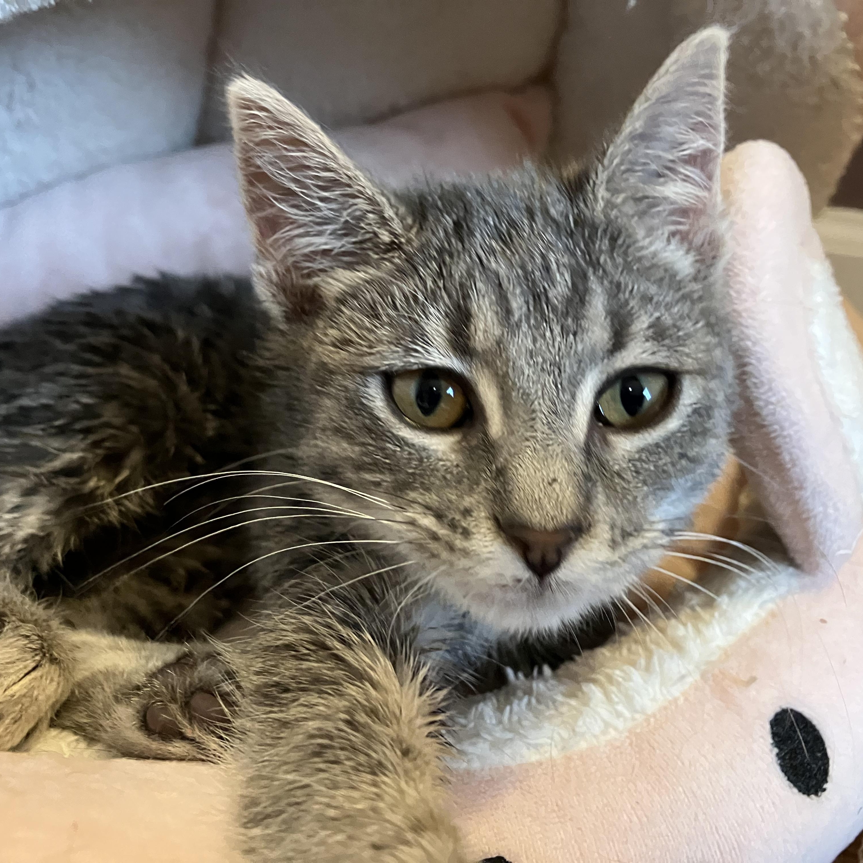 Enlarge Gravy, a ADOPTABLE Domestic Short Hair in Unionville, MO image 4/4