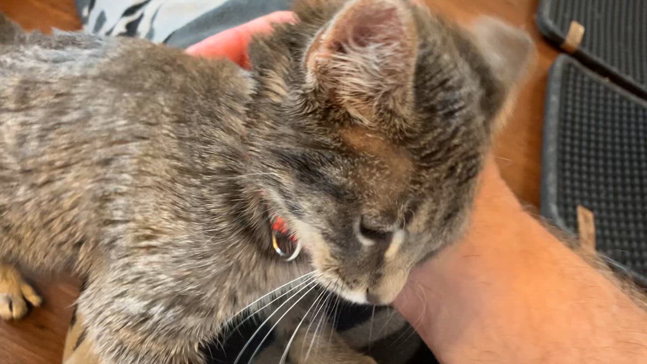 Enlarge Gravy, a ADOPTABLE Domestic Short Hair in Unionville, MO video 3/4