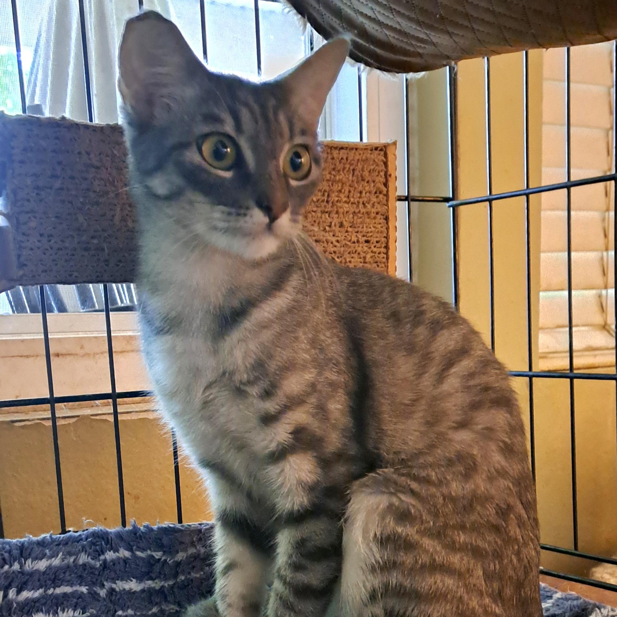 Carly, a Adoptable Tabby in Riverside, CA image 1/4