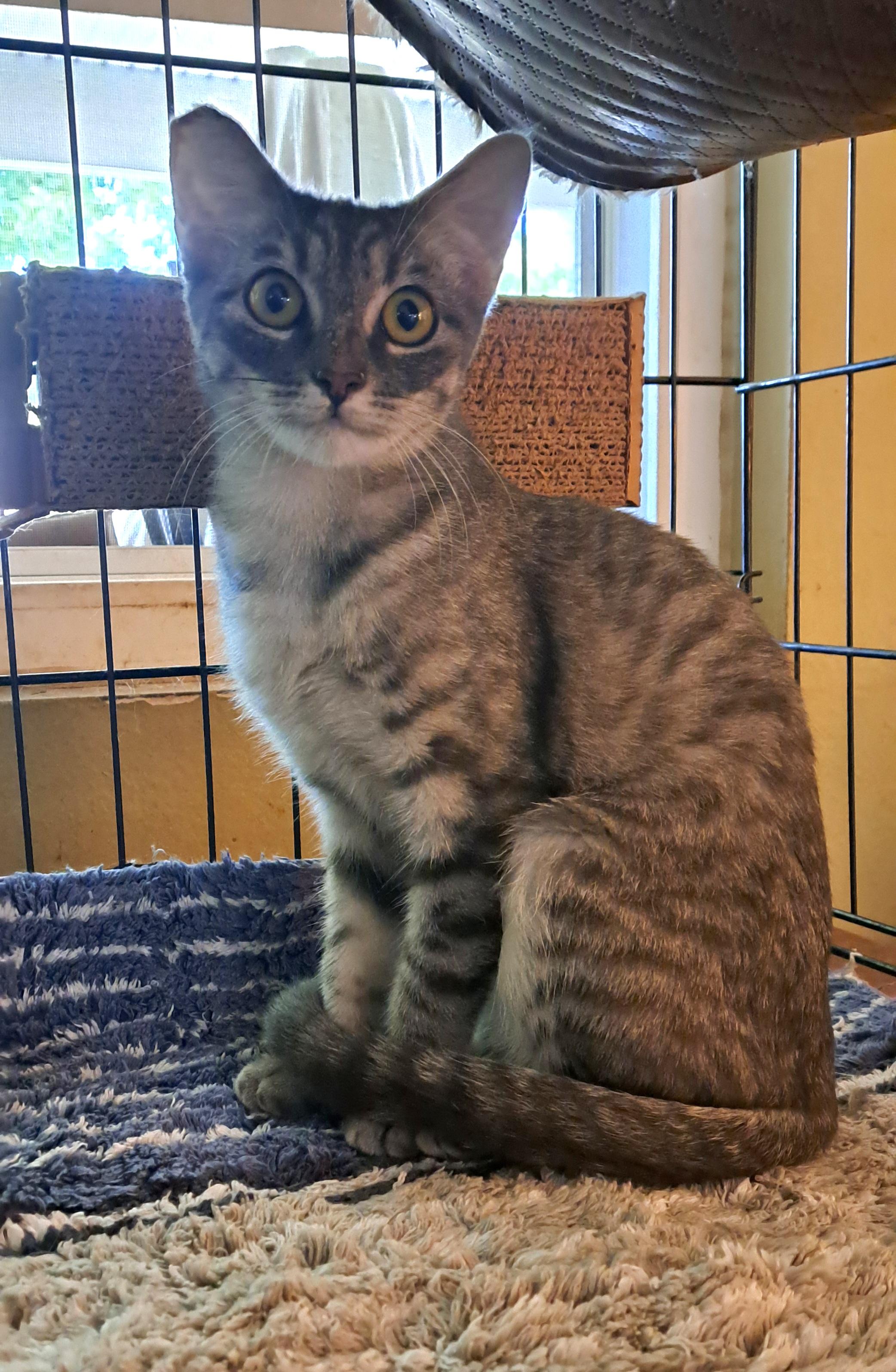 Carly, a Adoptable Tabby in Riverside, CA image 2/4