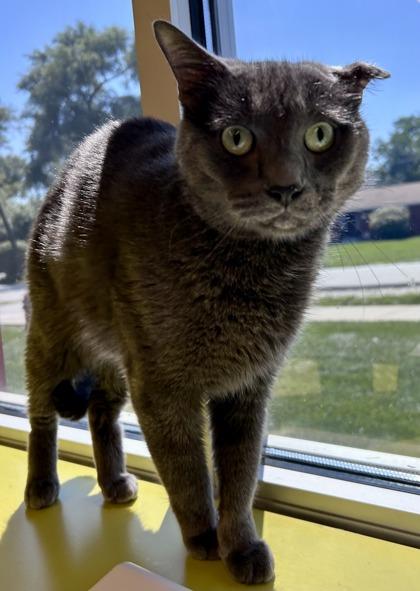 Enlarge James Dean, a ADOPTABLE Domestic Short Hair in Downers Grove, IL image 2/2