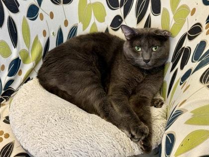 Enlarge James Dean, a ADOPTABLE Domestic Short Hair in Downers Grove, IL image 1/2
