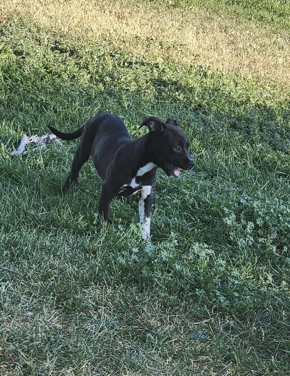 Isa, Adopted, Puppy Female Mixed Breed.