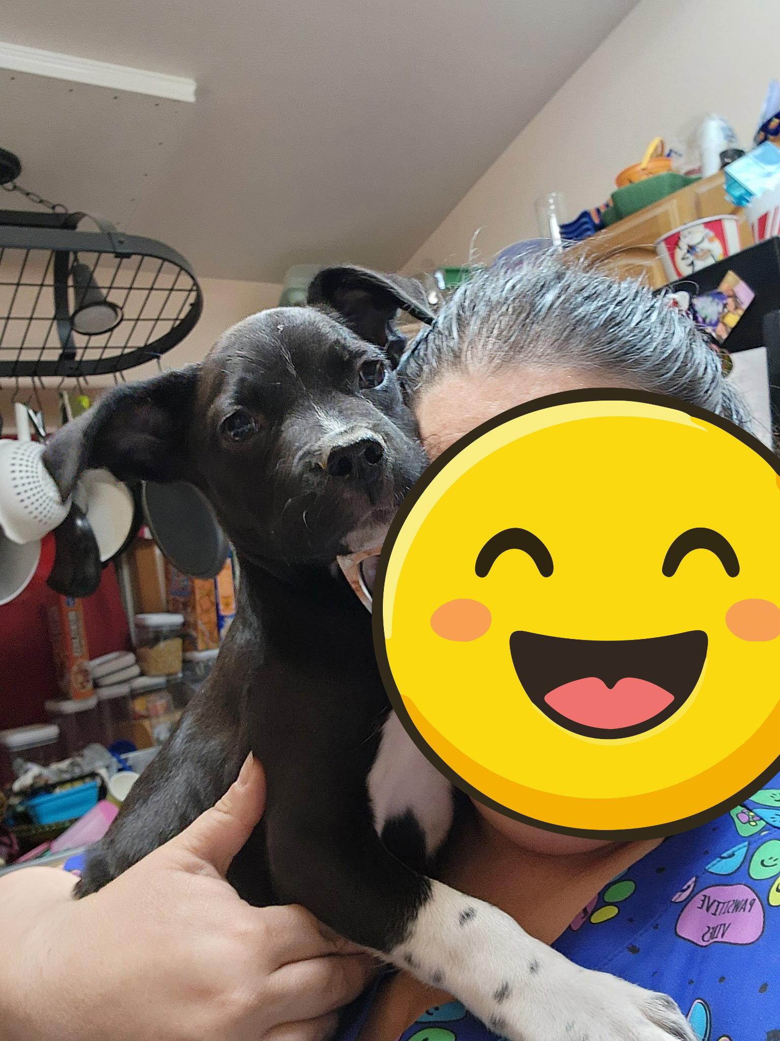 Enlarge Isa, a Adopted Mixed Breed in Fort Collins, CO image 2/3