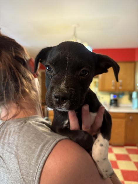 Enlarge Isa, a Adopted Mixed Breed in Fort Collins, CO image 3/3