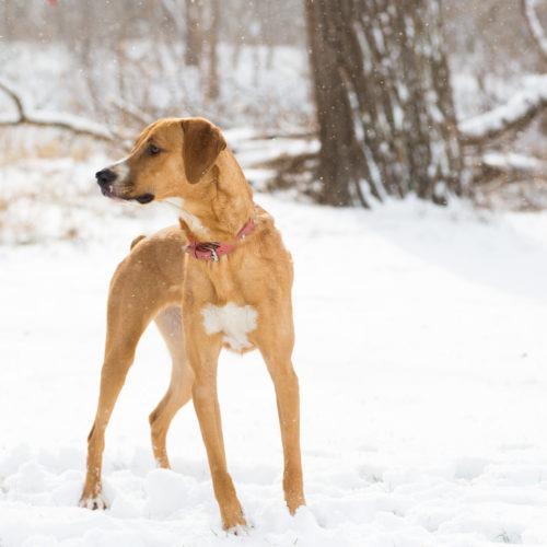 Enlarge Lola, a Adoptable mixed breed in Duart, ON image 1/6